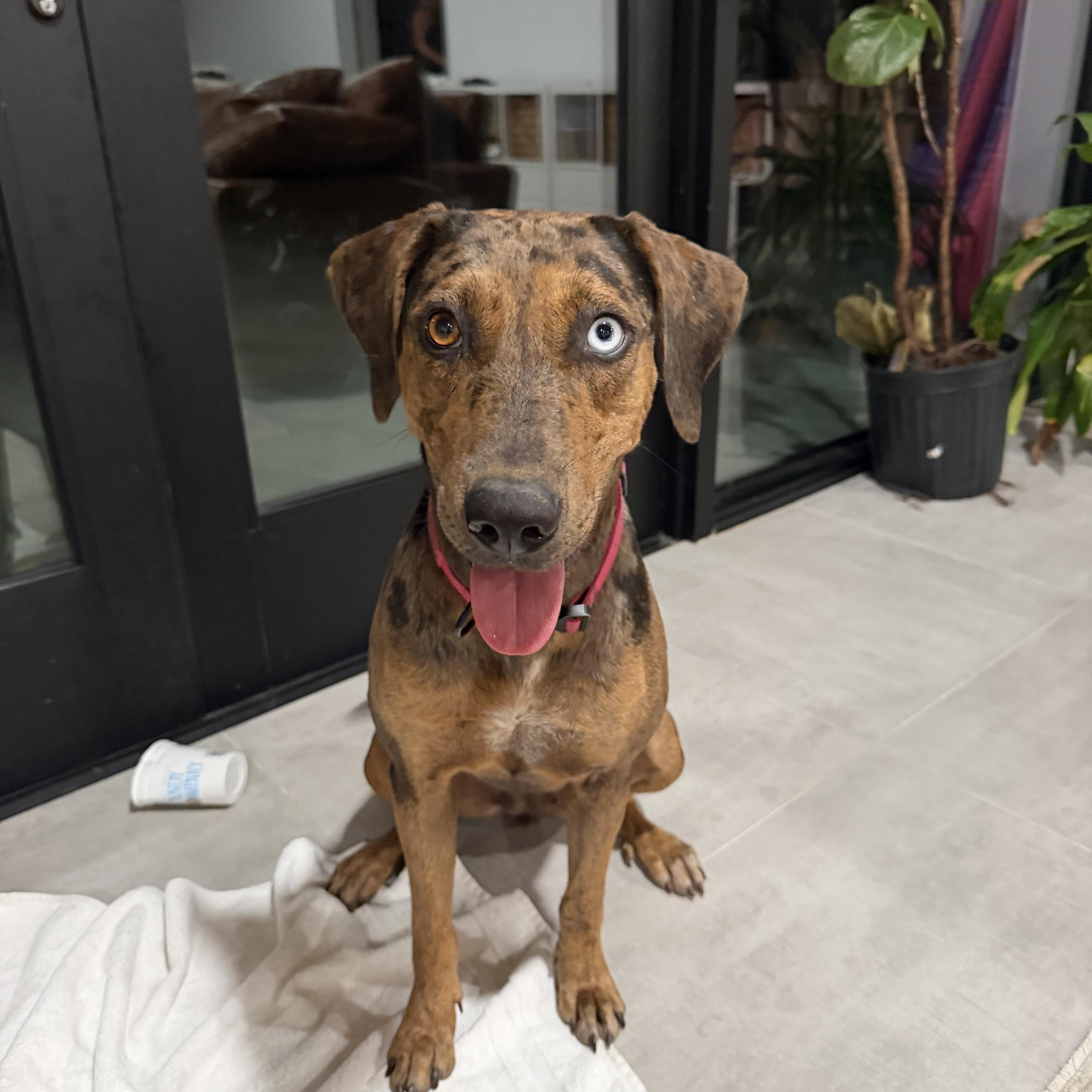 TALOULA (Gorgeous, Smart, Sweet, Good With Kids, Loves Water & Riding), Adoptable, Young Female Catahoula Leopard Dog.