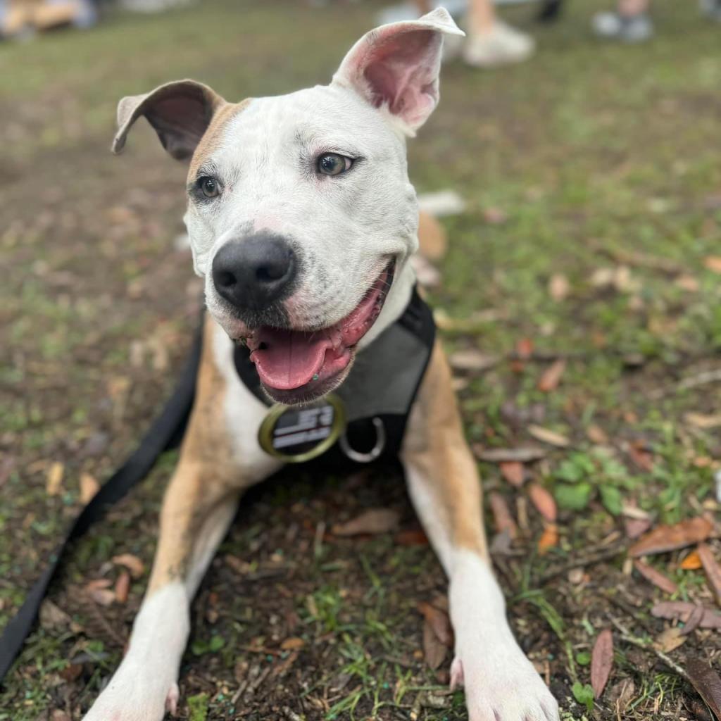 Duffy Lane, Adoptable, Adult Female Mixed Breed.