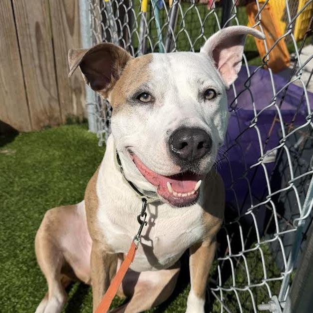 Duffy Lane, a Adoptable Mixed Breed in Savannah, GA image 3/6