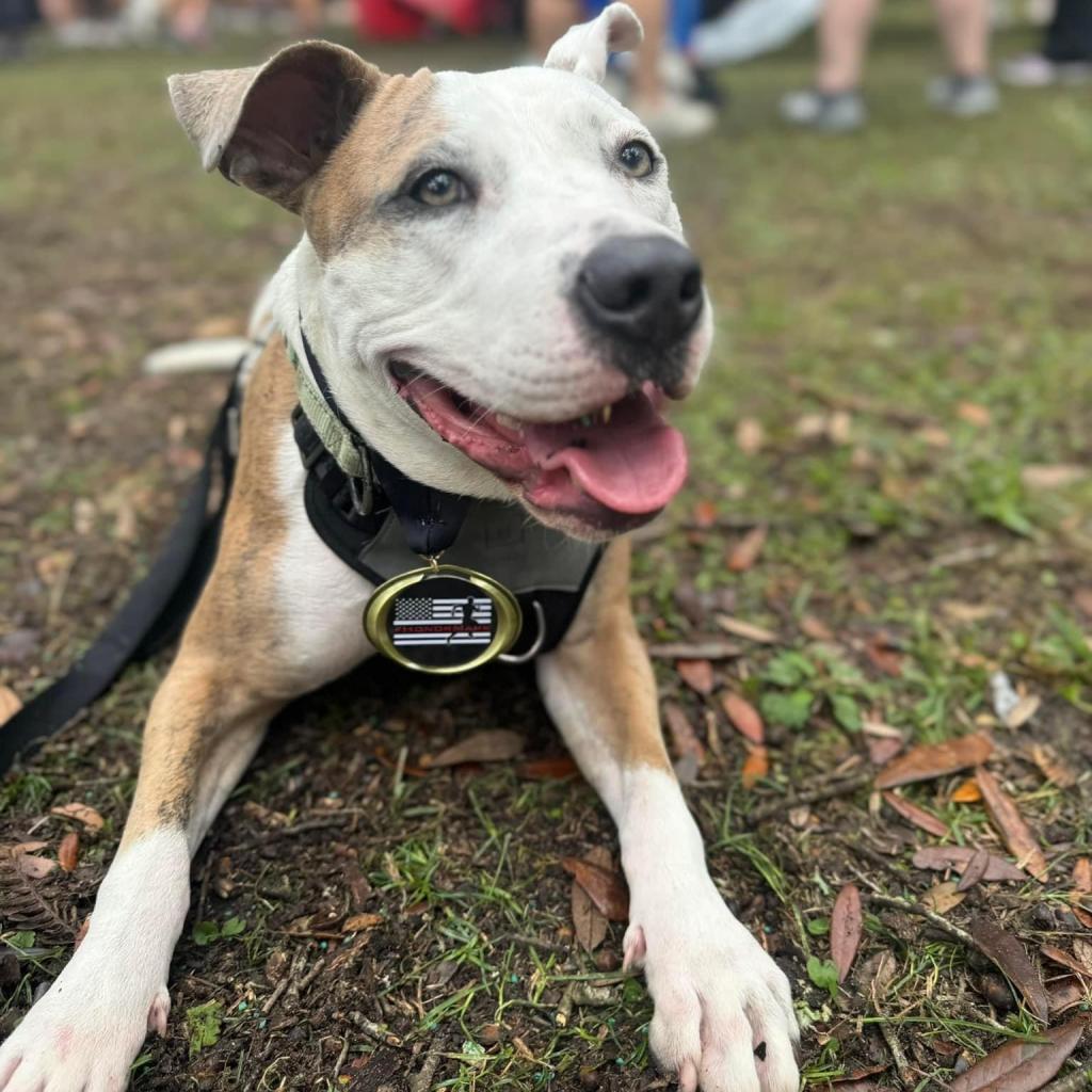 Duffy Lane, a Adoptable Mixed Breed in Savannah, GA image 4/6