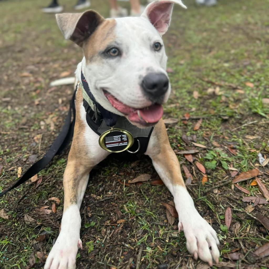 Duffy Lane, a Adoptable Mixed Breed in Savannah, GA image 5/6