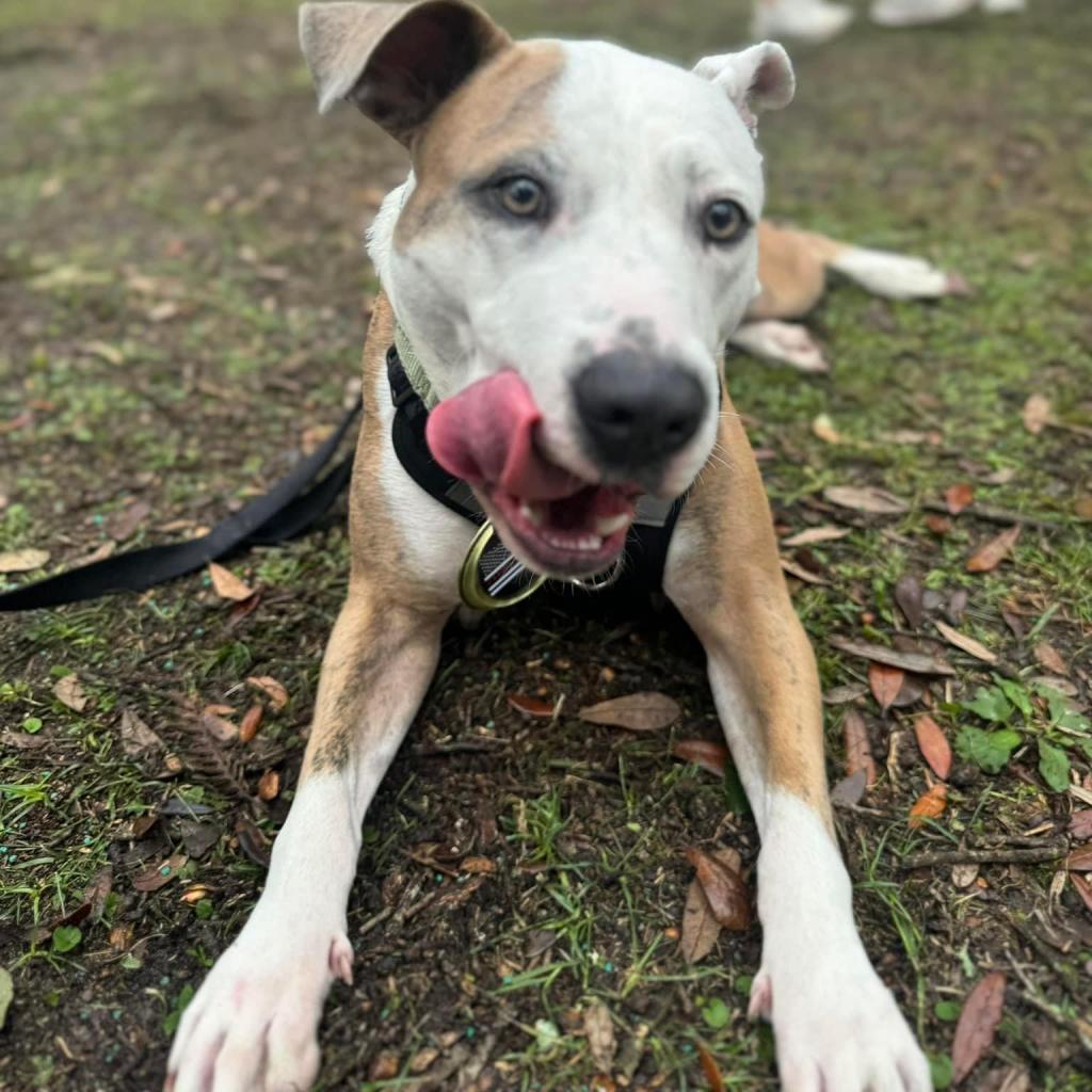 Duffy Lane, a Adoptable Mixed Breed in Savannah, GA image 6/6