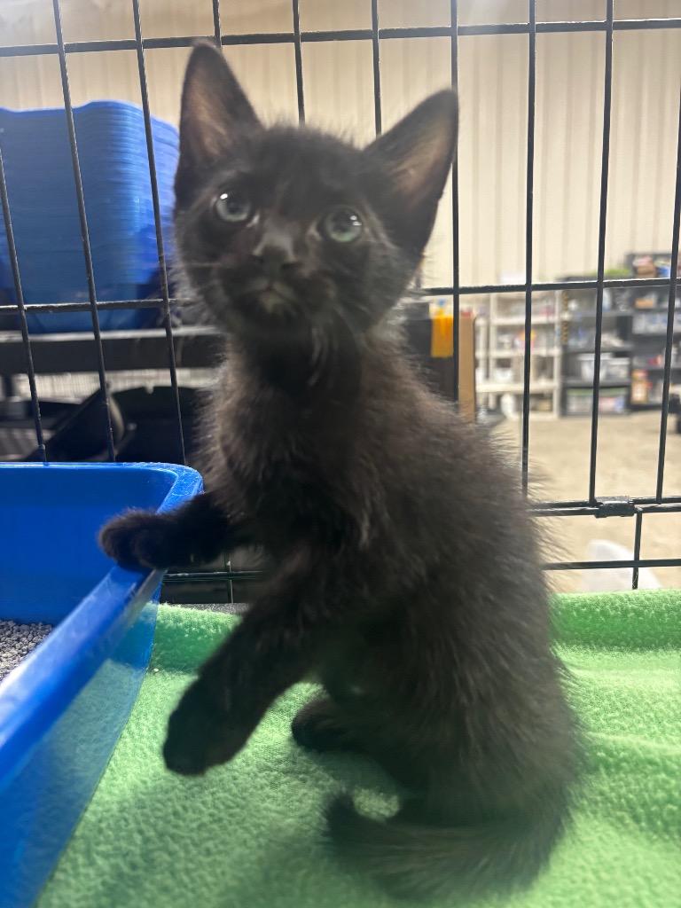 Alfalfa, a Adoptable mixed breed in Corpus Christi, TX image 1/2