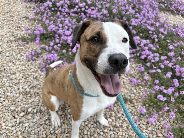 TUKO, Adoptable, Young Male Border Collie & Mixed Breed.