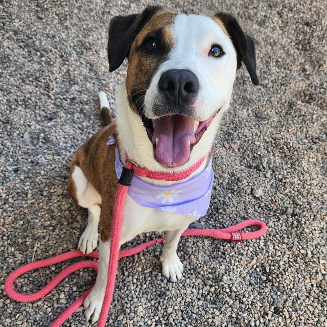 Enlarge TUKO, a Adoptable mixed breed in Mesa, AZ image 1/1