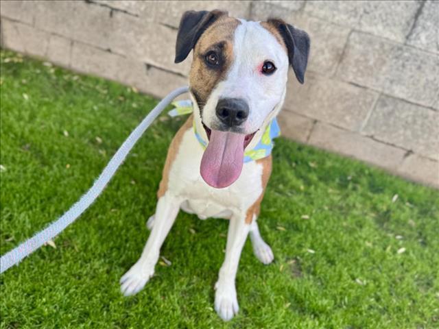 Enlarge TUKO, a Adoptable mixed breed in Mesa, AZ image 1/1