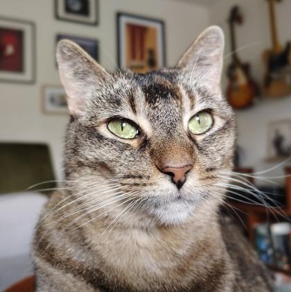 Dani, Adoptable, Adult Female Domestic Short Hair & Domestic Short Hair.
