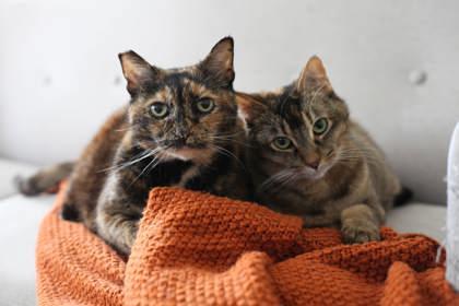 Enlarge Dani, a Adoptable mixed breed in Seattle, WA image 2/3
