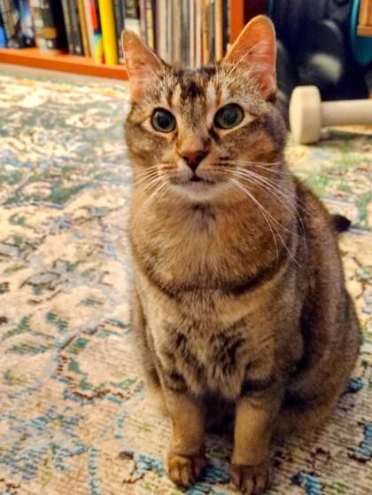 Enlarge Dani, a Adoptable mixed breed in Seattle, WA image 3/3