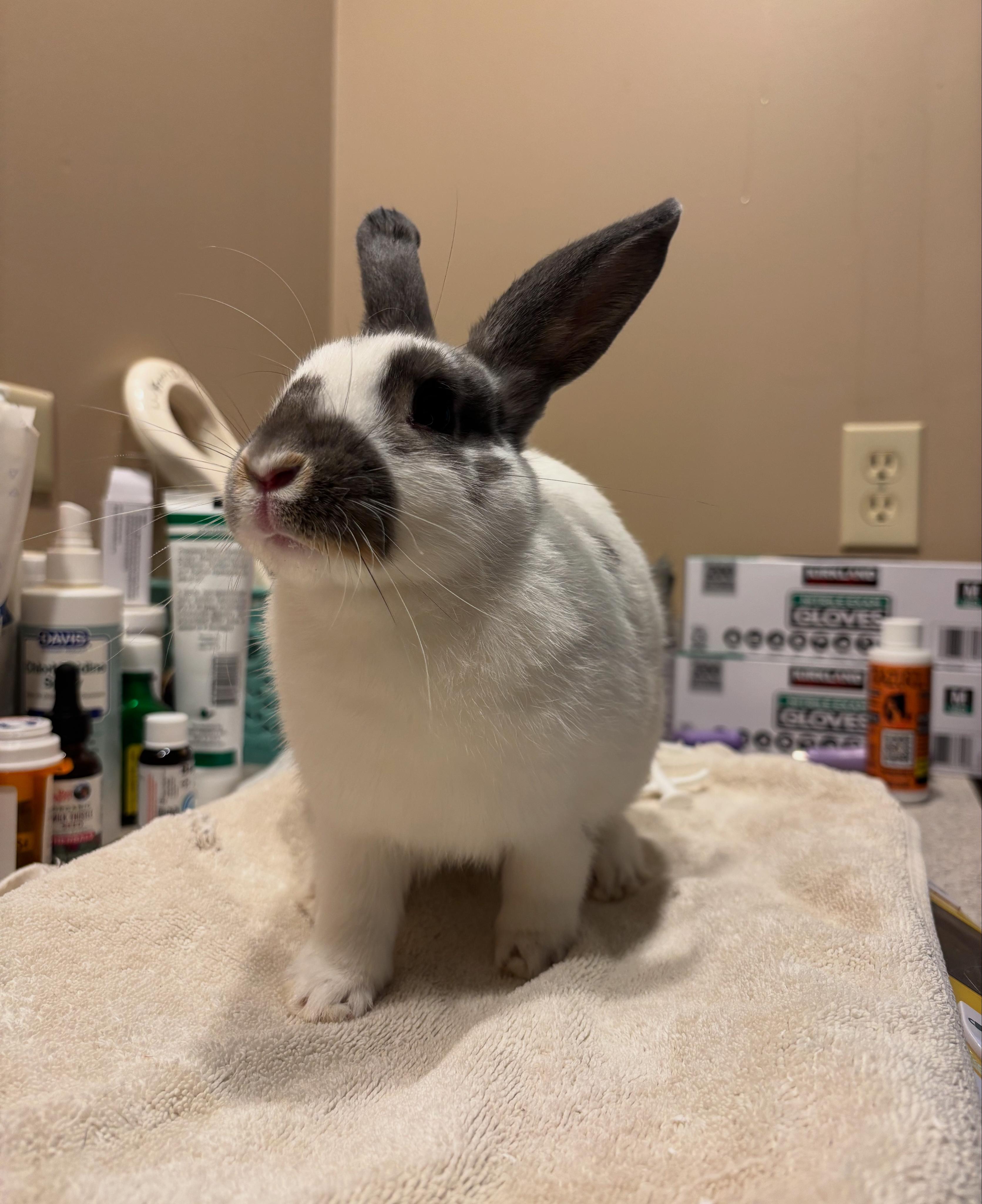 Pluto, a Adoptable American in Willowbrook, IL image 3/5