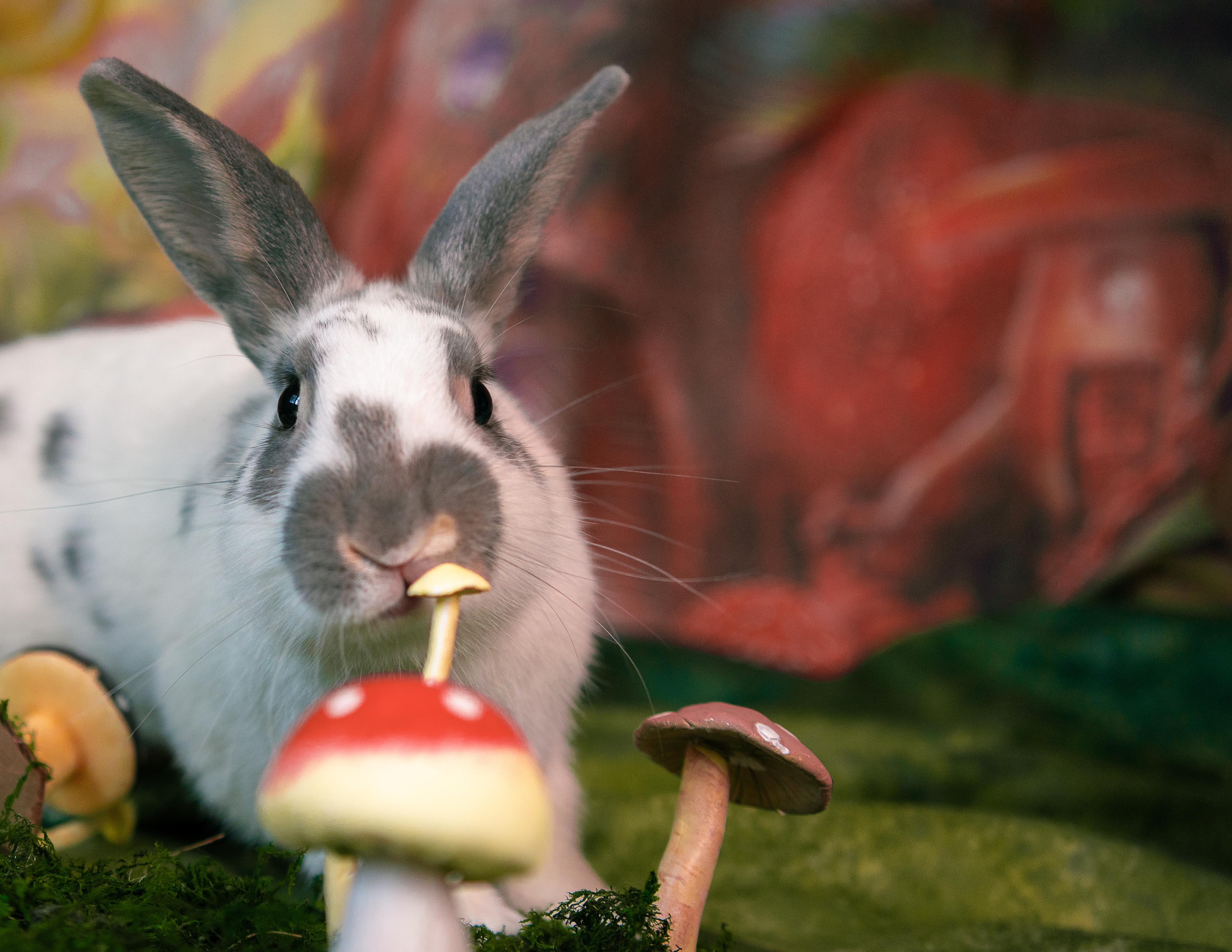 Pluto, a Adoptable American in Willowbrook, IL image 4/5