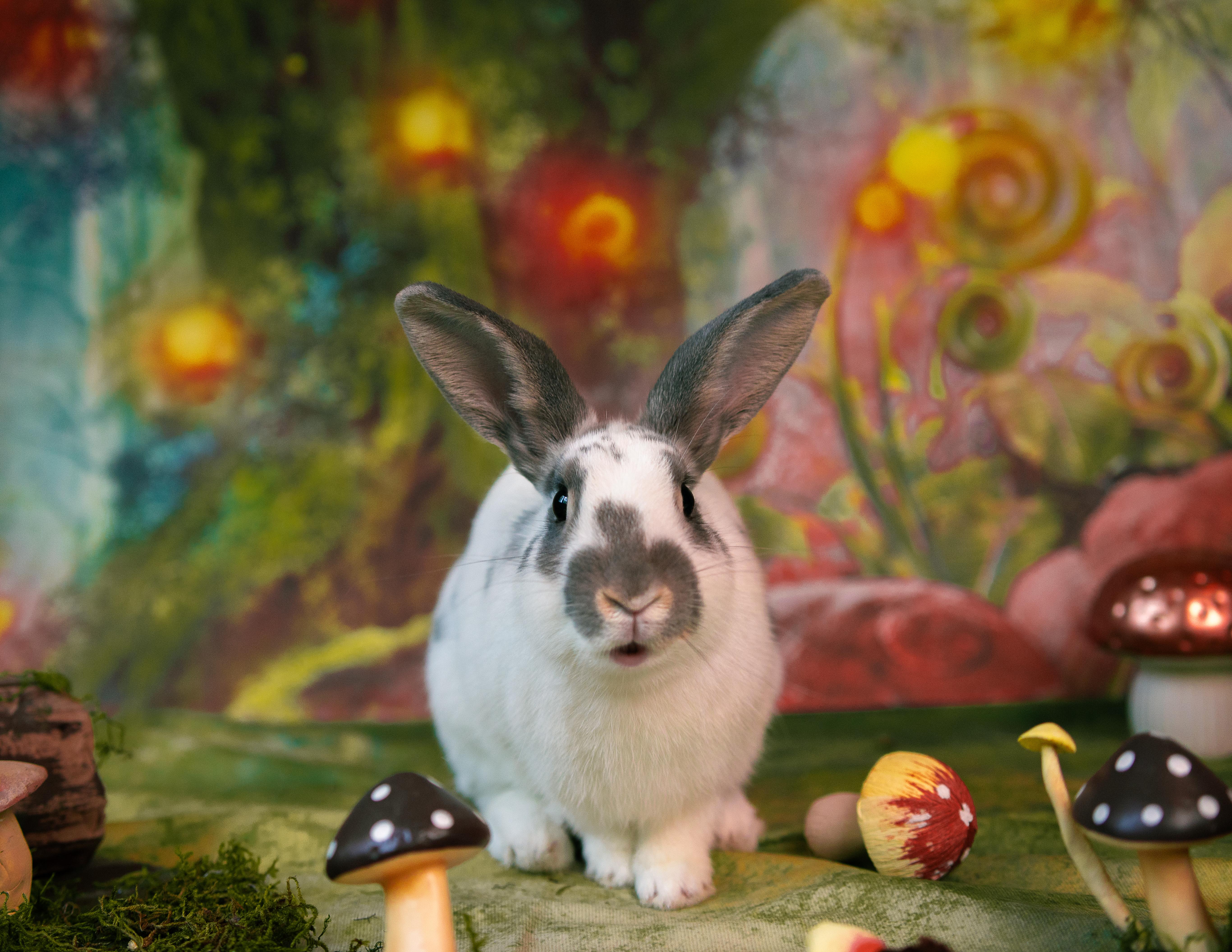 Pluto, Adoptable, Young Male American.