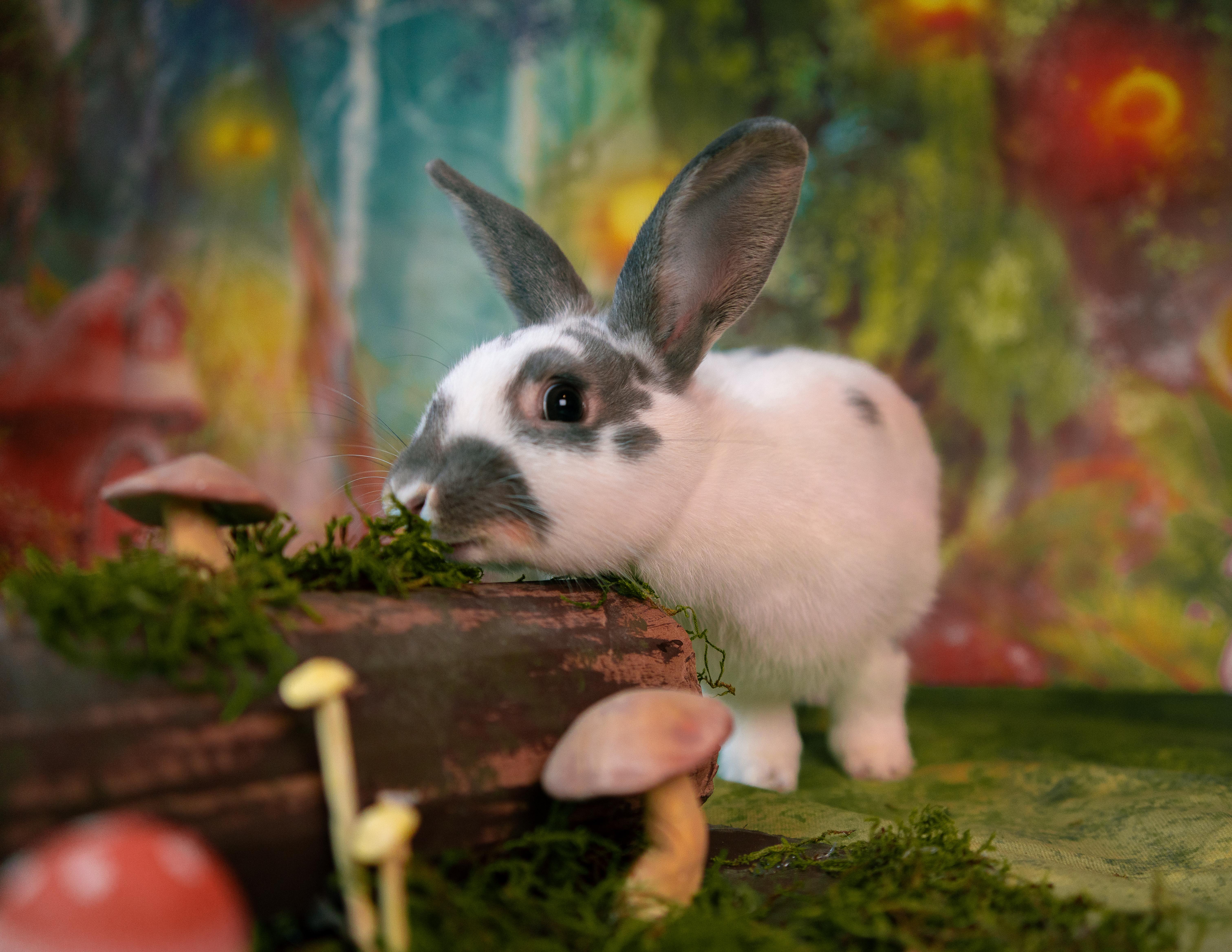 Pluto, a Adoptable American in Willowbrook, IL image 5/5