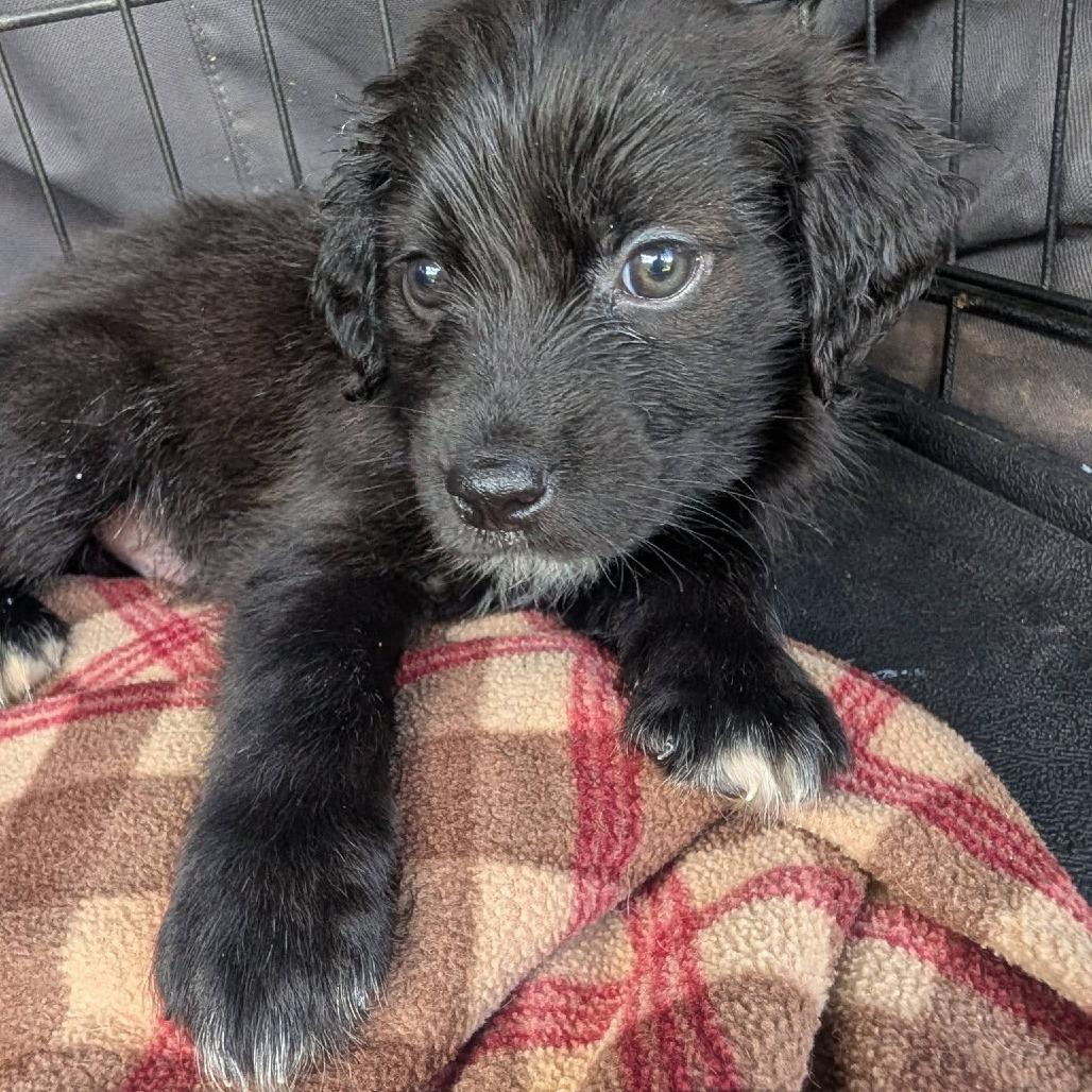 Saturno, Adoptable, Puppy Male Australian Shepherd & Plott Hound.