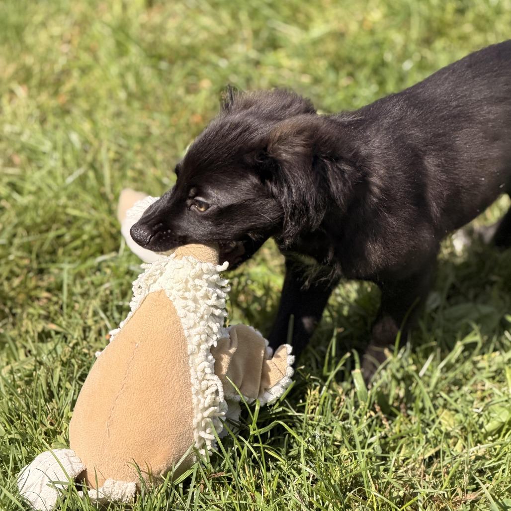 Enlarge Saturno, a Adoptable mixed breed in Sparta, NJ image 2/6