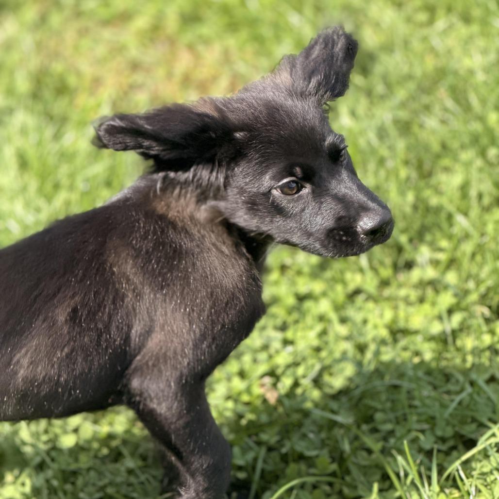 Enlarge Saturno, a Adoptable mixed breed in Sparta, NJ image 3/6