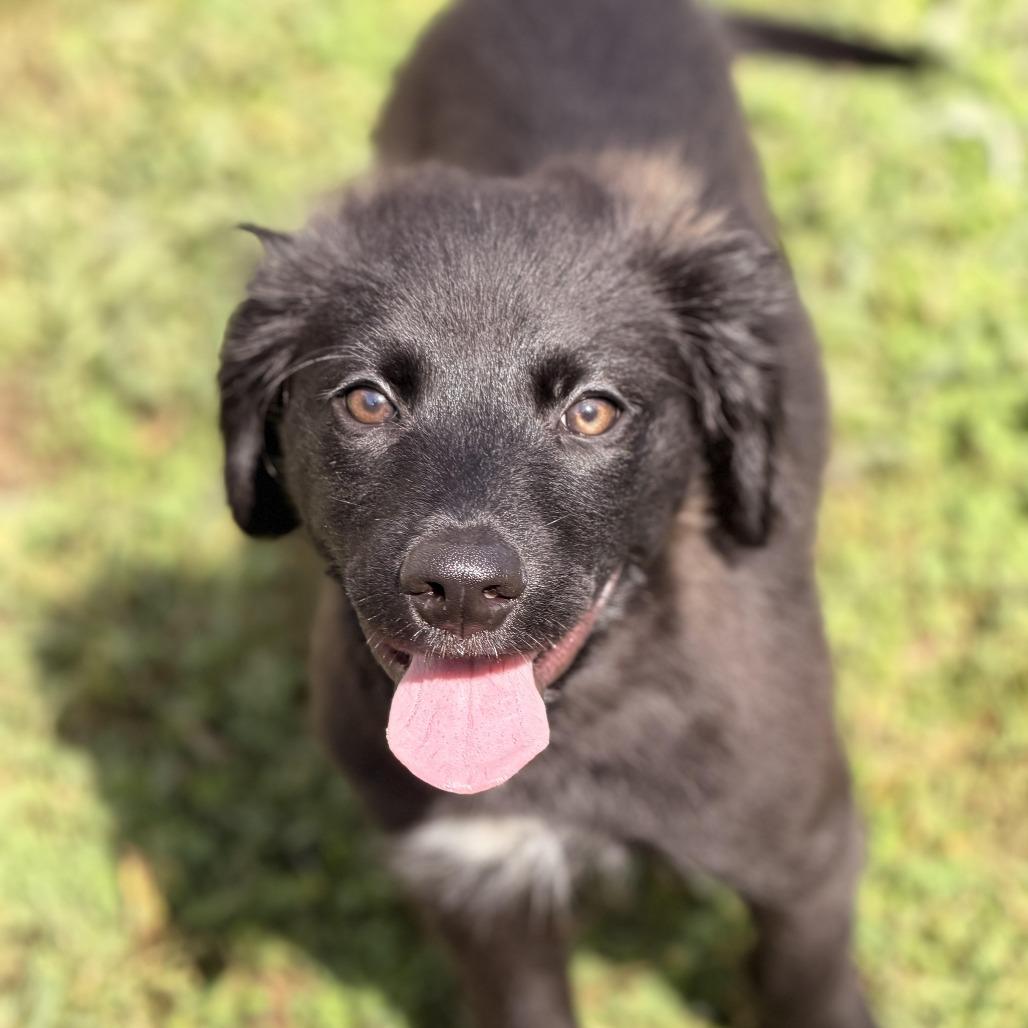 Enlarge Saturno, a Adoptable mixed breed in Sparta, NJ image 4/6