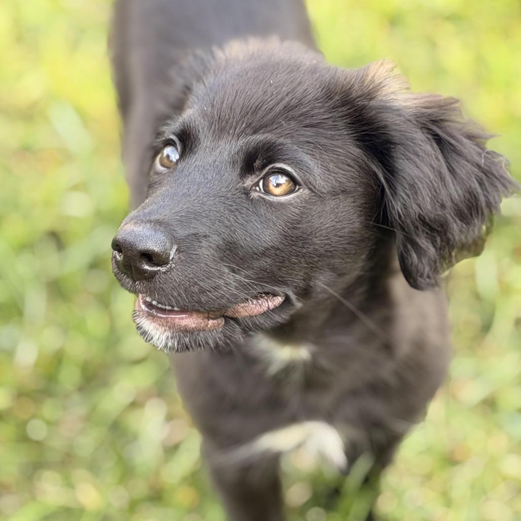 Enlarge Saturno, a Adoptable mixed breed in Sparta, NJ image 5/6