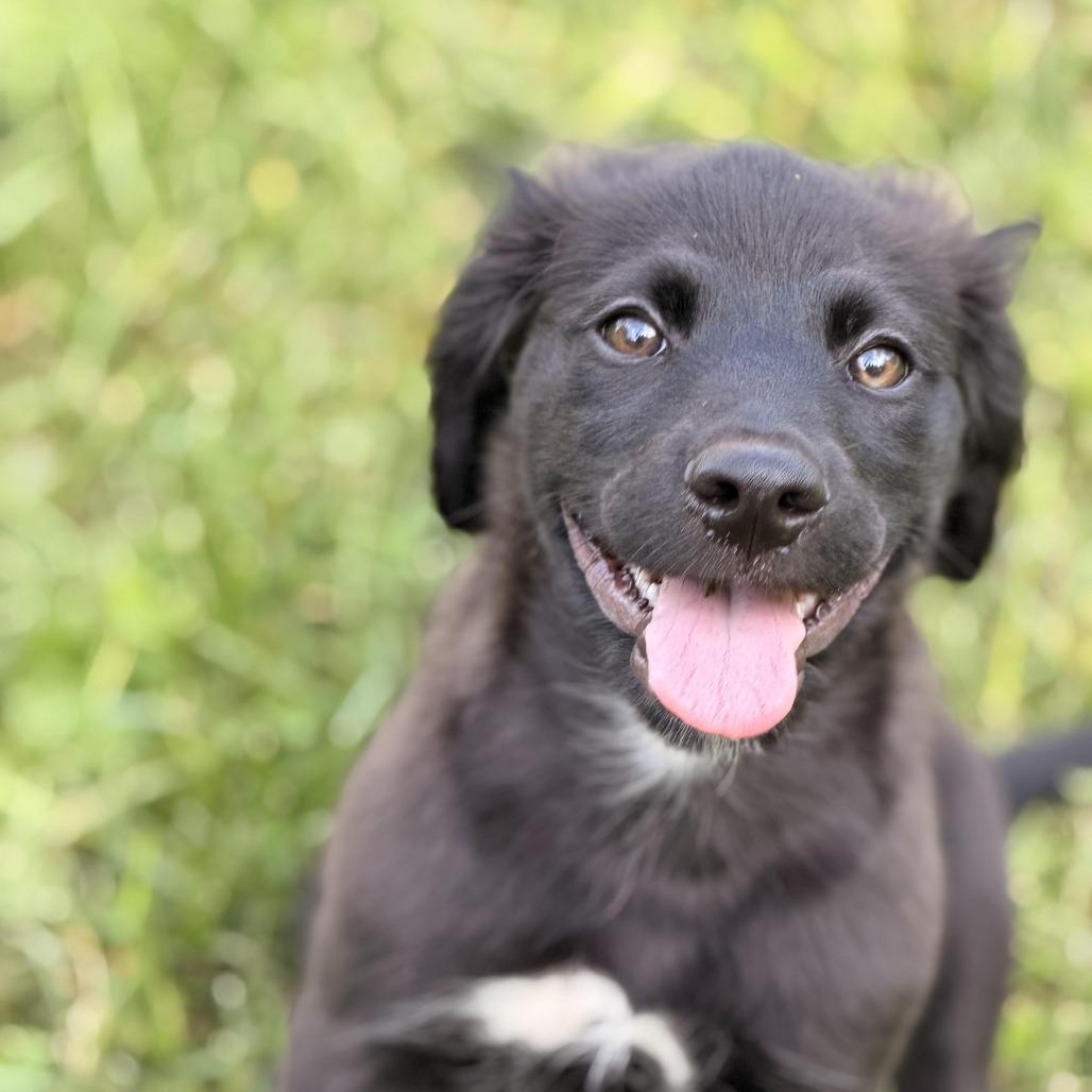 Enlarge Saturno, a Adoptable mixed breed in Sparta, NJ image 6/6