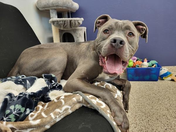 Smokey 43306, Adoptable, Adult Male Pit Bull Terrier.