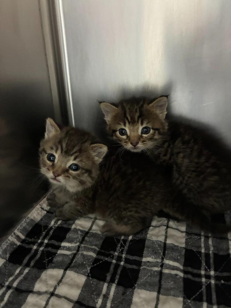 Ava, Adoptable, Kitten Female Domestic Short Hair.