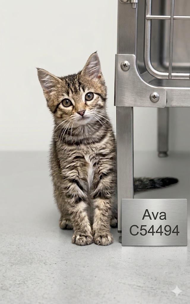 Enlarge Ava, a Adoptable mixed breed in Clarksville, TN image 2/2