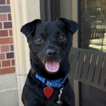 Timmy, ADOPTABLE, Young Male Chihuahua.