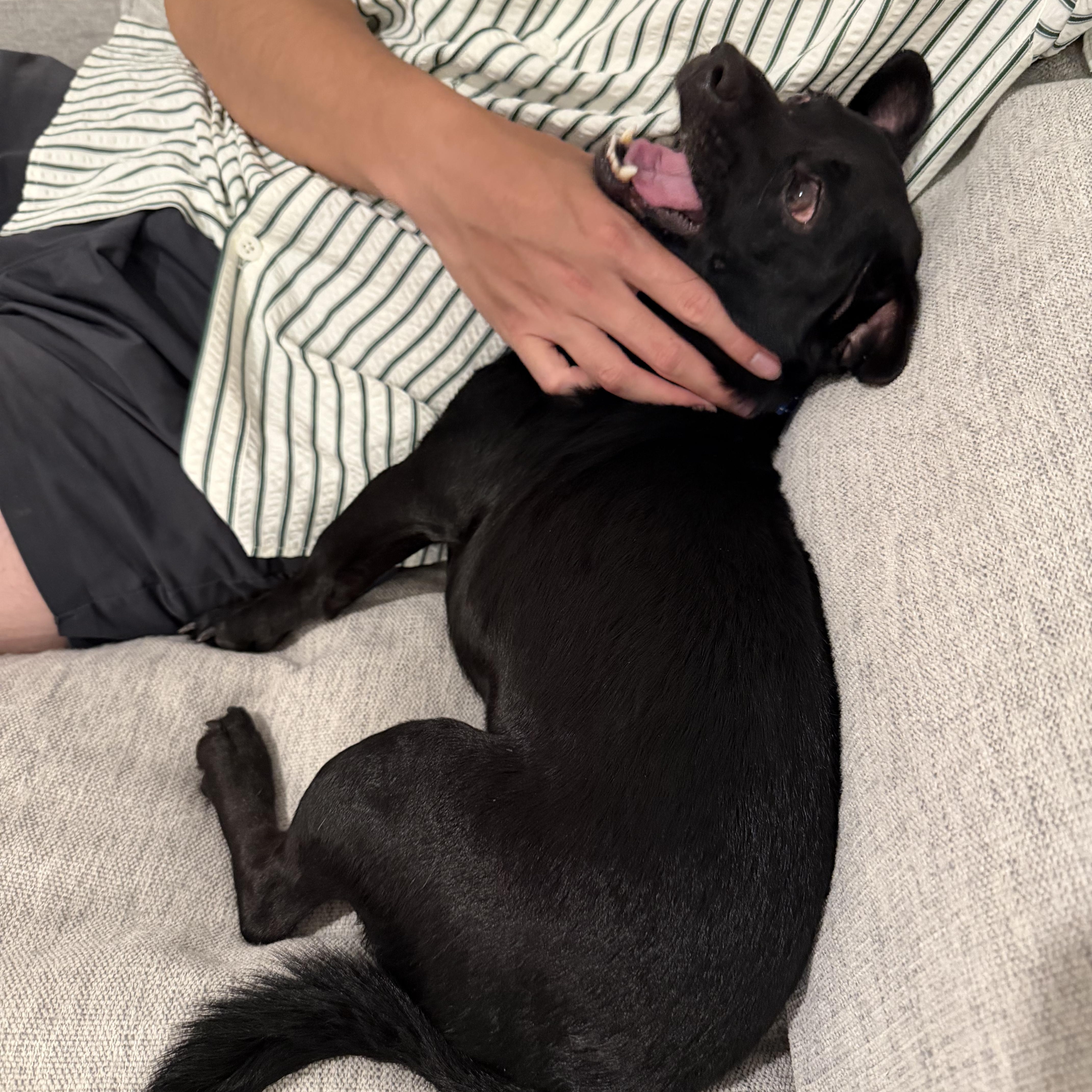 Enlarge Timmy, a ADOPTABLE Chihuahua in Los Angeles, CA image 3/5