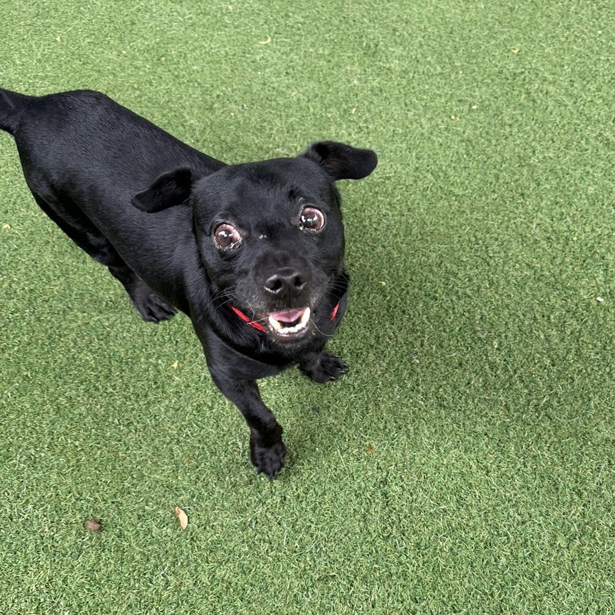 Enlarge Timmy, a ADOPTABLE Chihuahua in Los Angeles, CA image 5/5