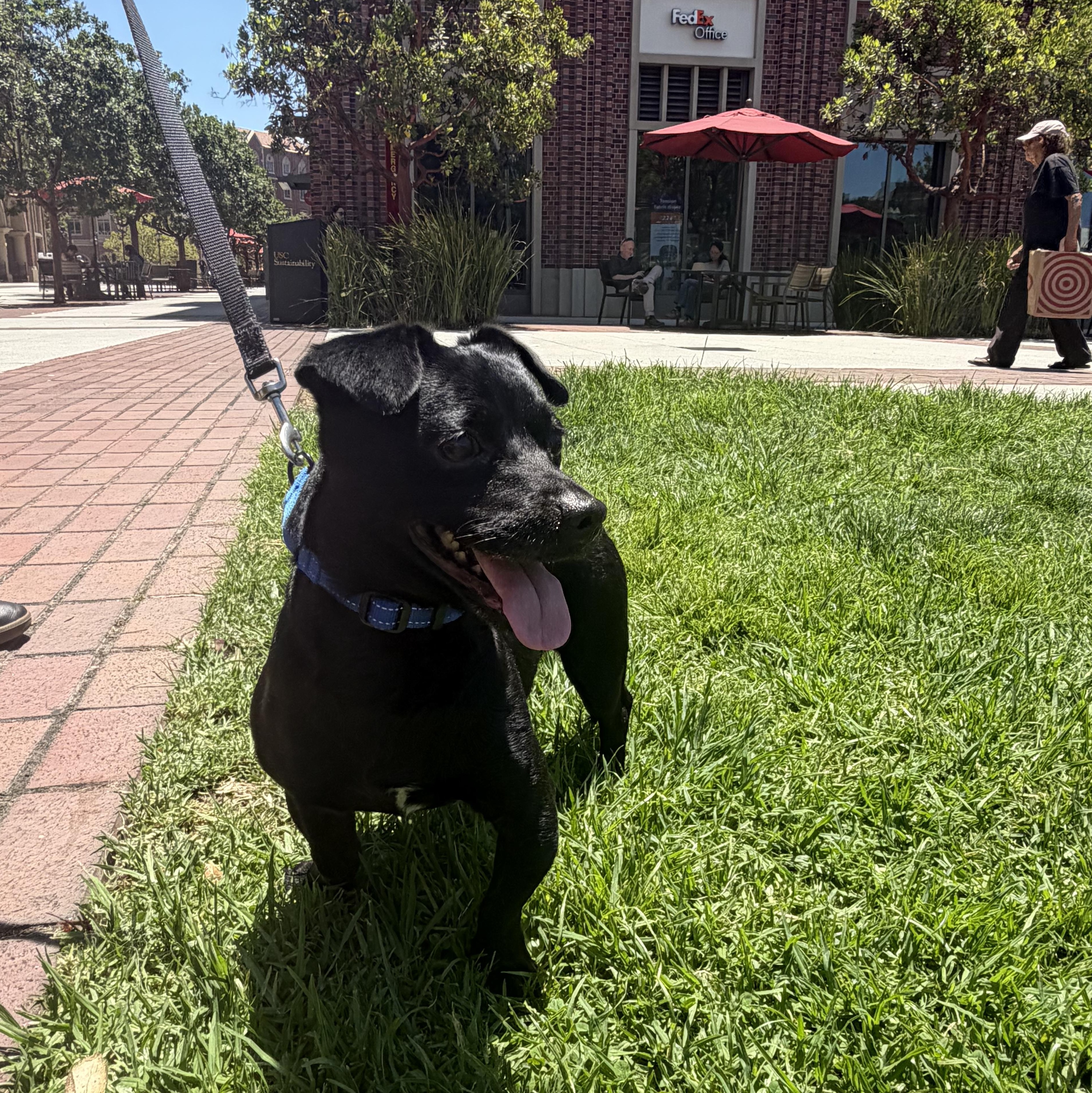 Enlarge Timmy, a ADOPTABLE Chihuahua in Los Angeles, CA image 2/5