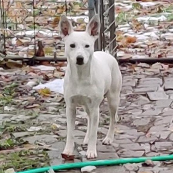 Frosty, Adoptable, Young Female Shepherd & Cattle Dog.