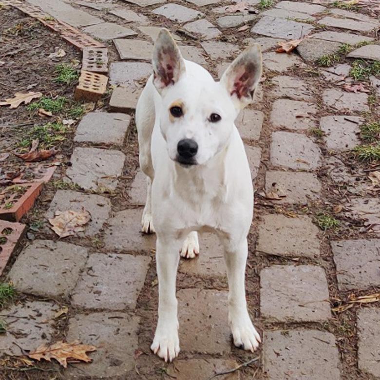 Enlarge Frosty, a Adoptable mixed breed in London, OH image 2/3
