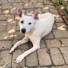 Enlarge Frosty, a Adoptable mixed breed in London, OH image 3/3