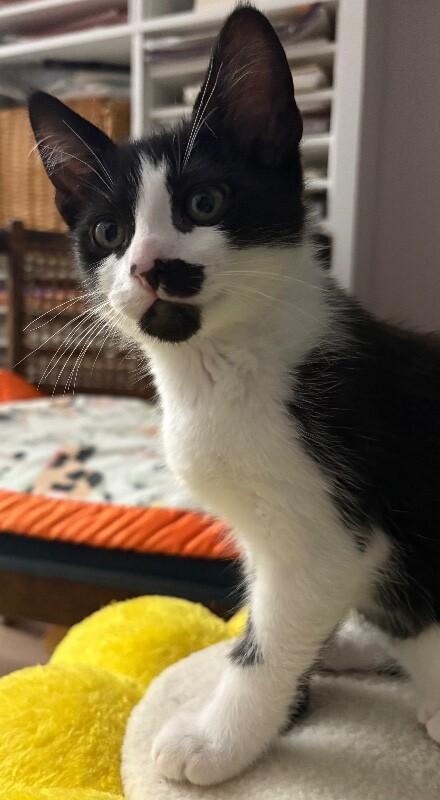Beetle, Adoptable, Young Female Domestic Short Hair.