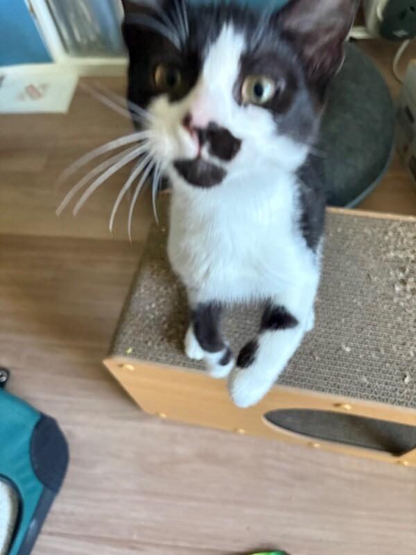 Enlarge Beetle, a Adoptable Domestic Short Hair in Arlington, WA image 2/5