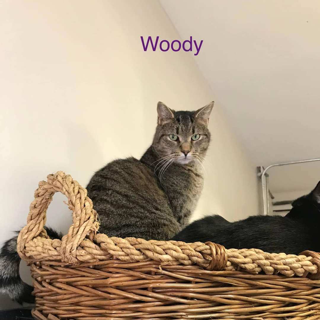 Woody, Adoptable, Adult Male Domestic Short Hair.