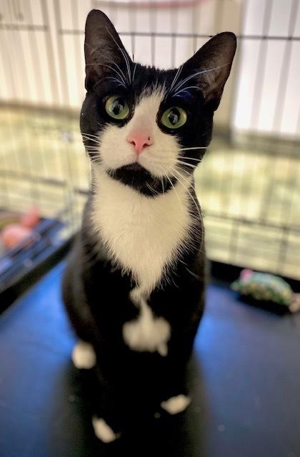 Enlarge Winky, a Adoptable Domestic Short Hair in Duxbury, MA image 1/2