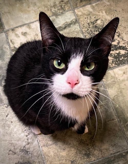 Enlarge Winky, a Adoptable Domestic Short Hair in Duxbury, MA image 2/2