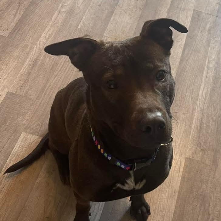 Enlarge Nenita, a ADOPTABLE mixed breed in East Peoria, IL image 3/5