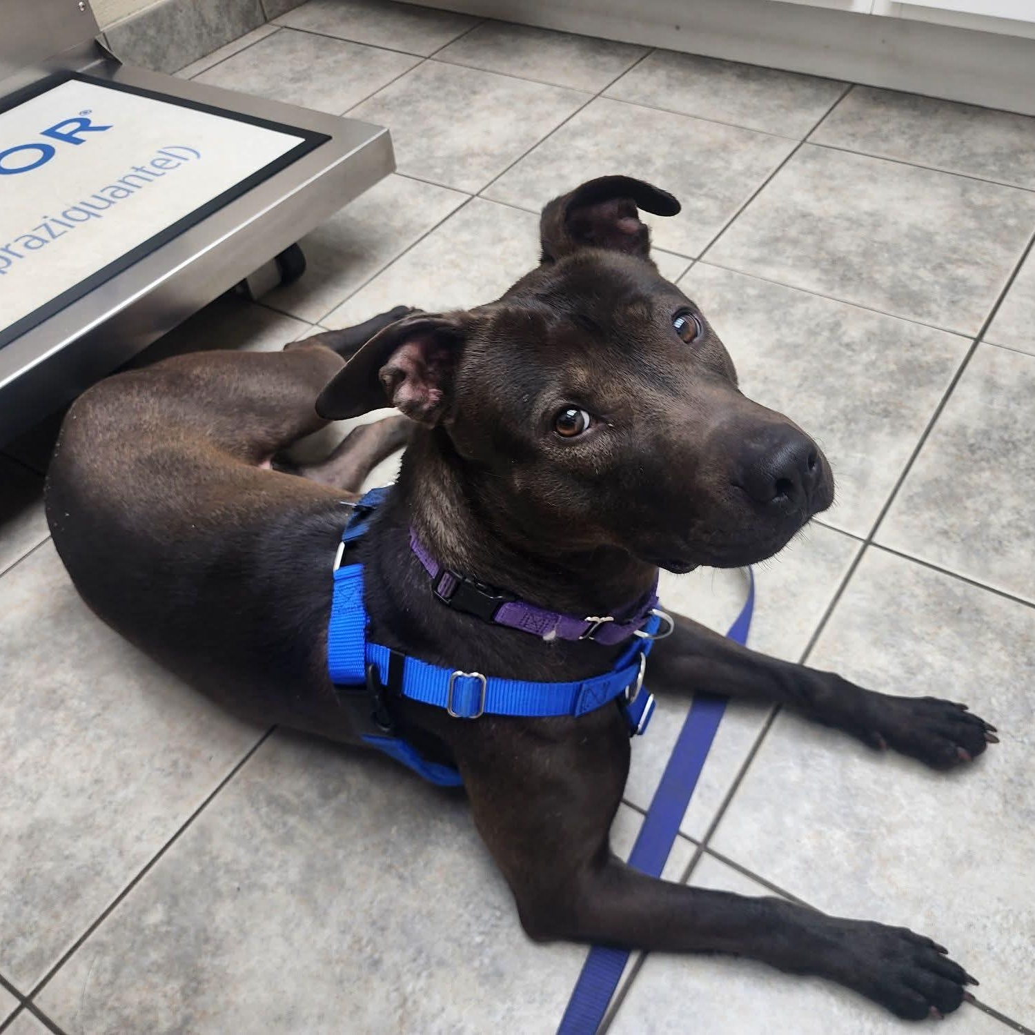 Nenita, ADOPTABLE, Young Female Pit Bull Terrier.