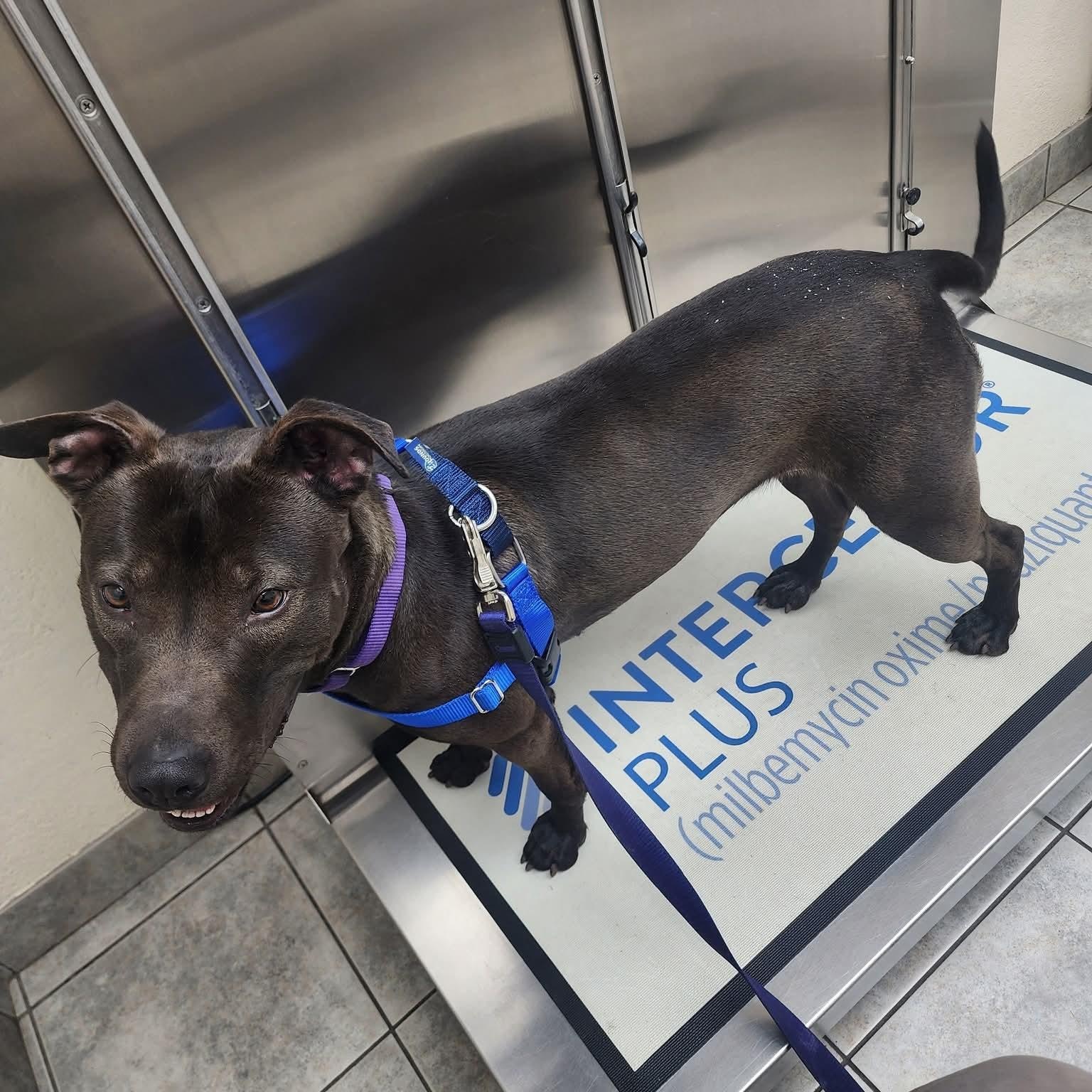 Enlarge Nenita, a ADOPTABLE mixed breed in East Peoria, IL image 4/5