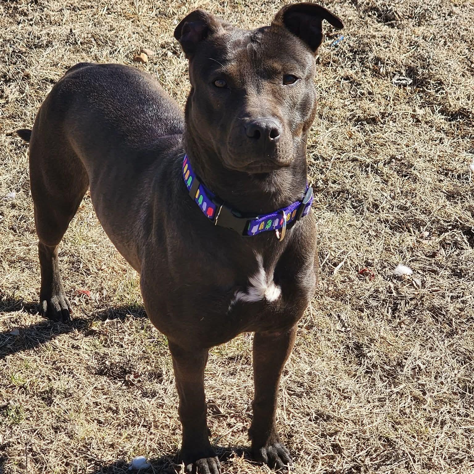Enlarge Nenita, a ADOPTABLE mixed breed in East Peoria, IL image 5/5