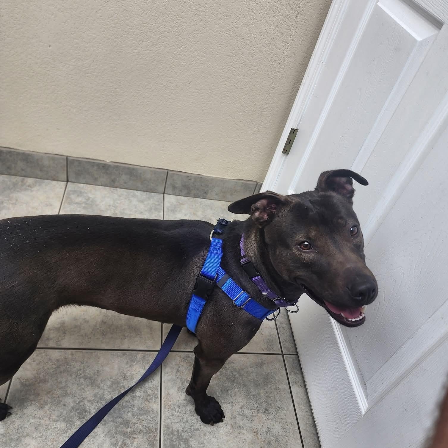 Enlarge Nenita, a ADOPTABLE mixed breed in East Peoria, IL image 2/5