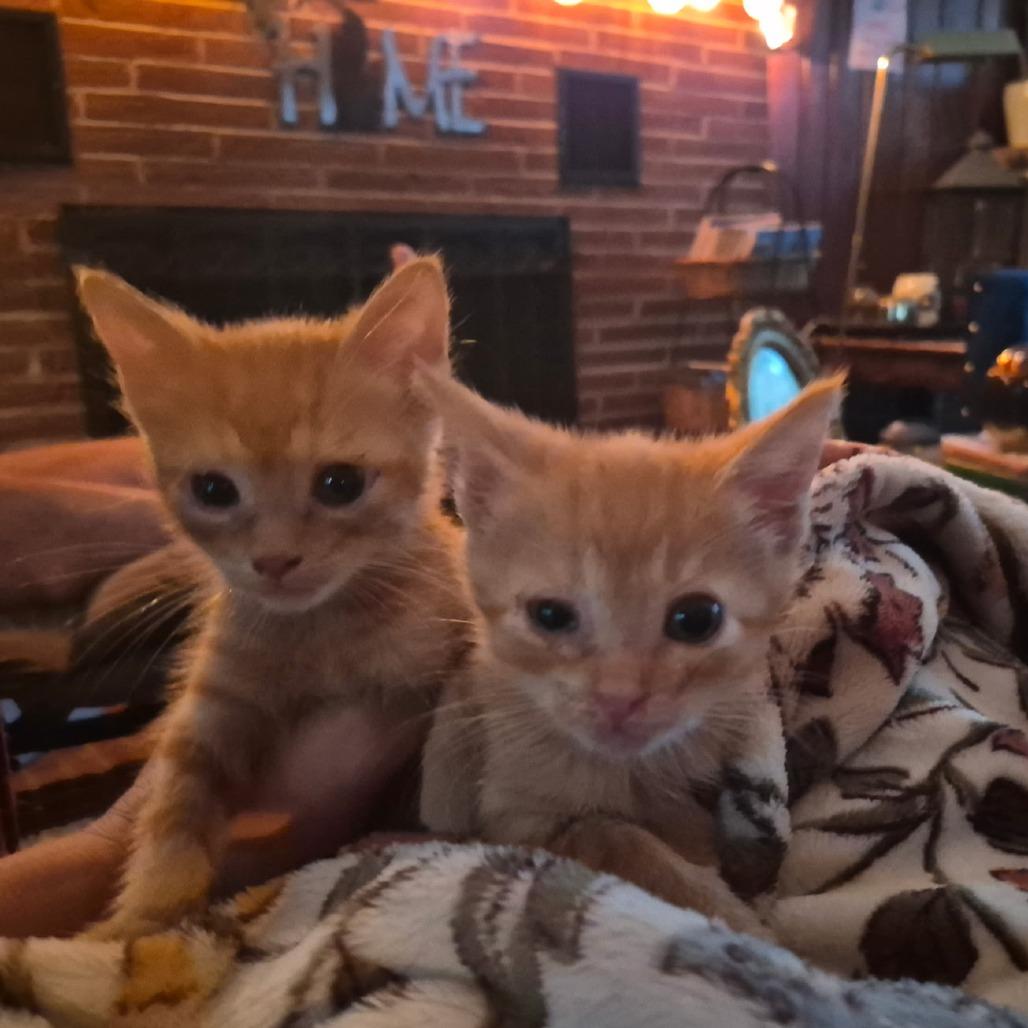 Enlarge Fred Weasley, a Adoptable Domestic Short Hair in Richland, MI image 1/3