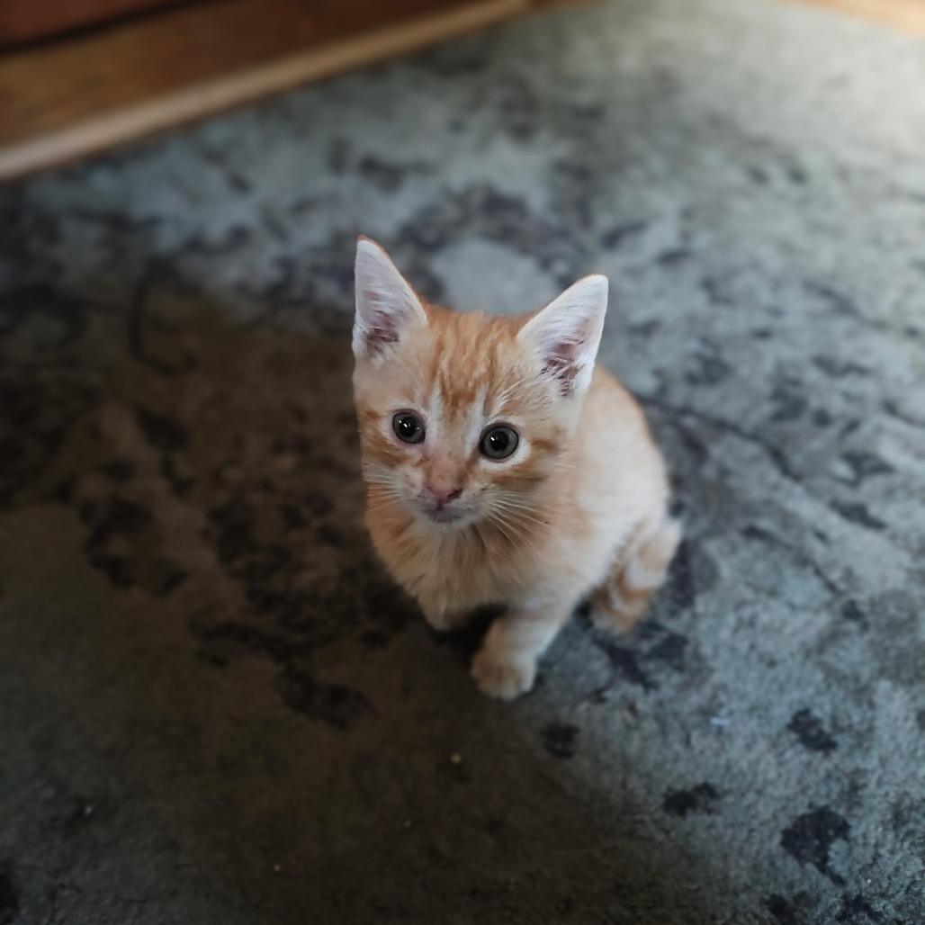 Enlarge Fred Weasley, a Adoptable Domestic Short Hair in Richland, MI image 3/3