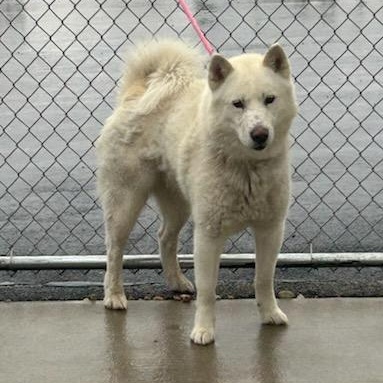 Enlarge LUKA (Lucio), a Adoptable Siberian Husky in Romeoville, IL image 6/6