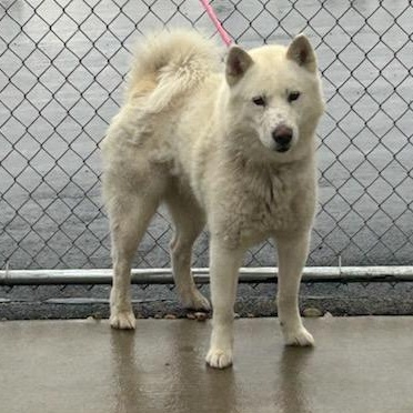 Enlarge LUKA (Lucio), a Adoptable Siberian Husky in Romeoville, IL image 1/1