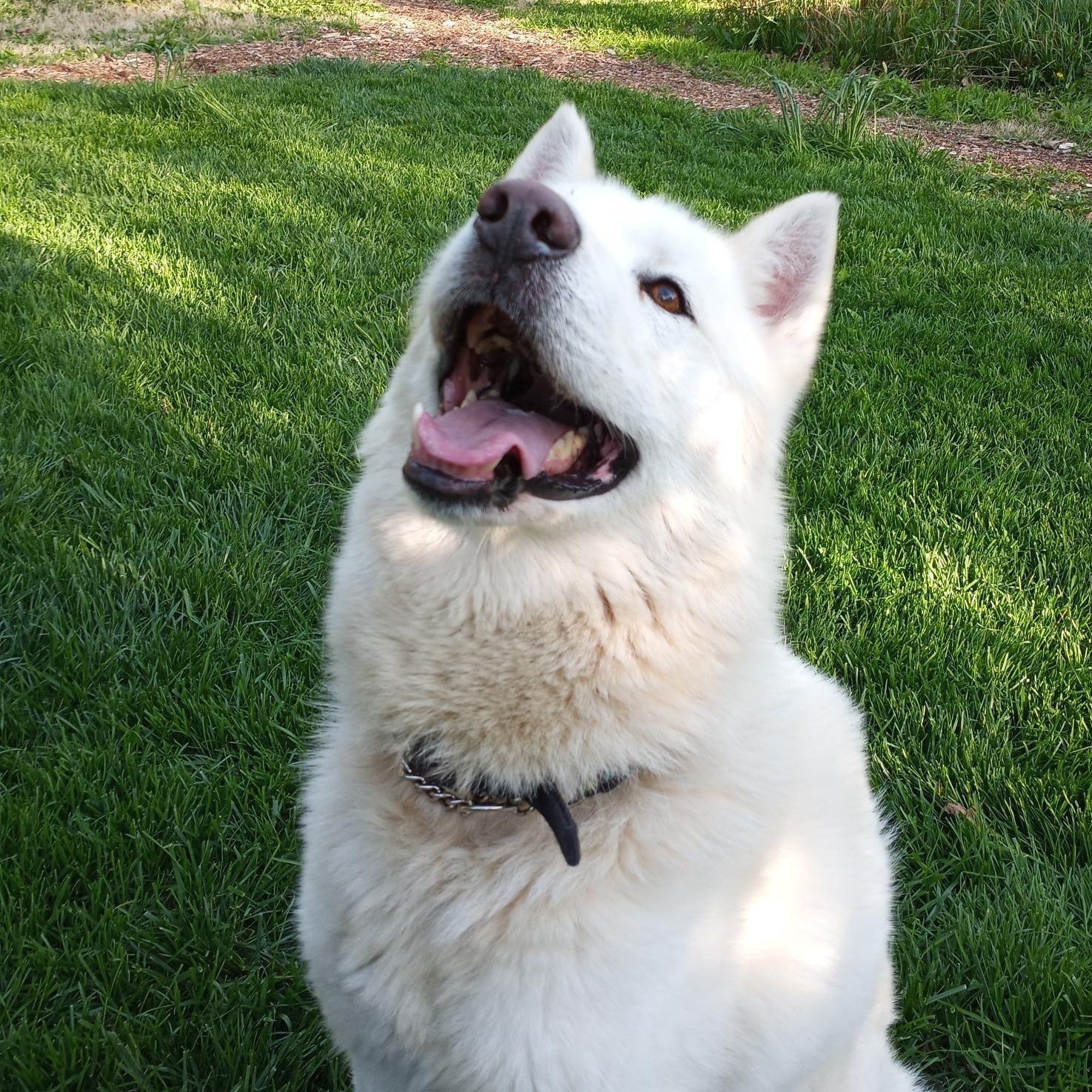 Enlarge LUKA (Lucio), a Adoptable Siberian Husky in Romeoville, IL image 2/6
