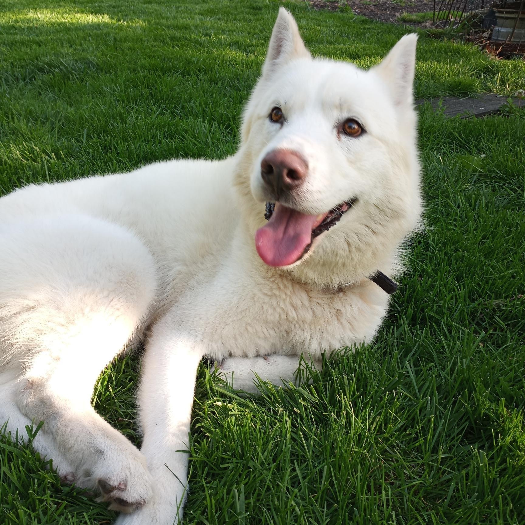 Enlarge LUKA (Lucio), a Adoptable Siberian Husky in Romeoville, IL image 5/6
