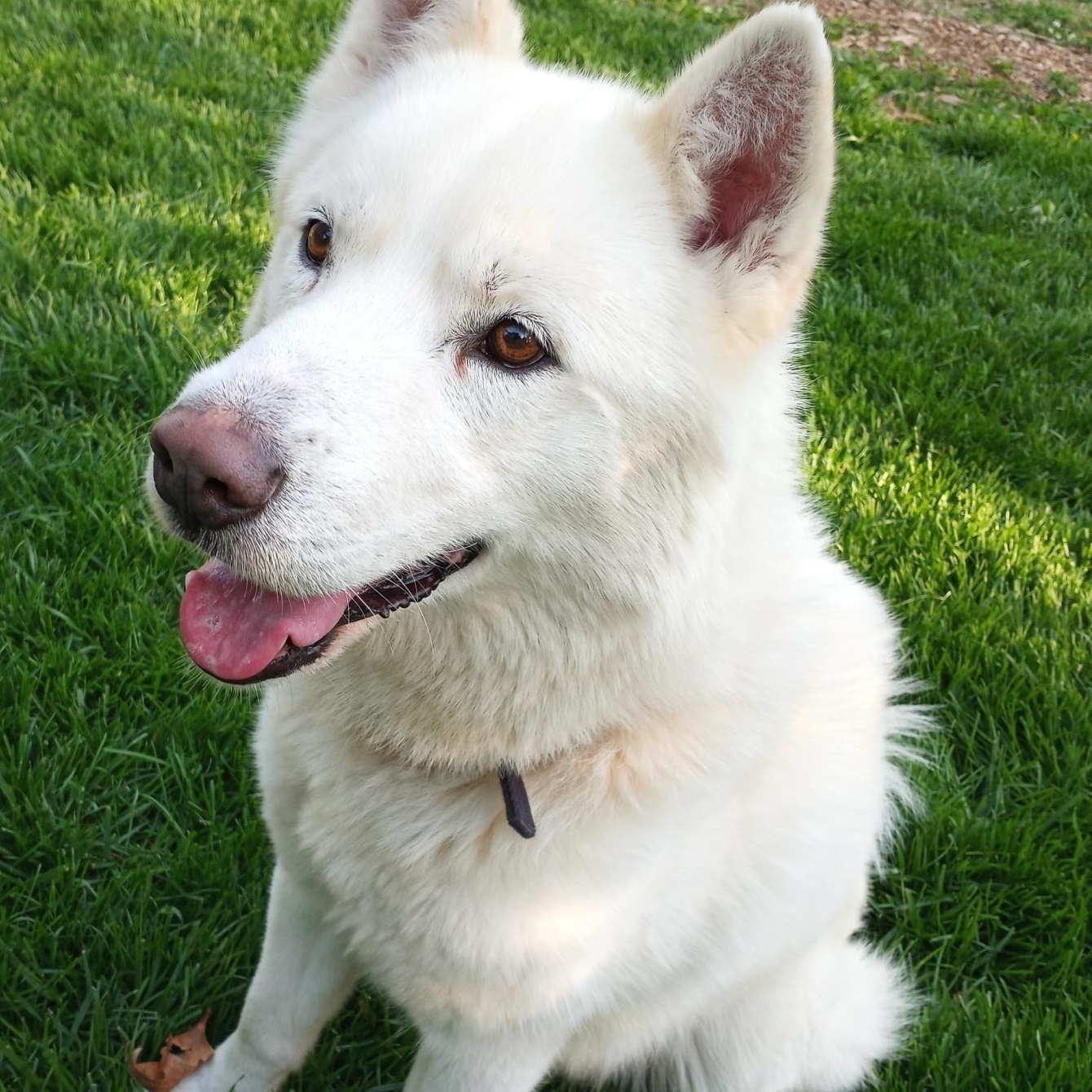 Enlarge LUKA (Lucio), a Adoptable Siberian Husky in Romeoville, IL image 3/6